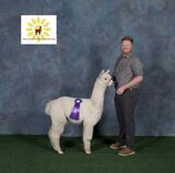 alpaca for sale