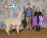 alpaca for sale
