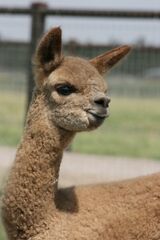 alpaca for sale