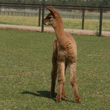 alpaca for sale