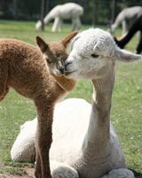 alpaca for sale