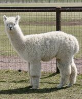 alpaca for sale