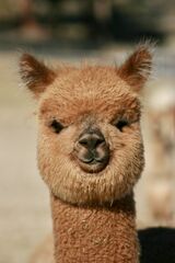 alpaca for sale