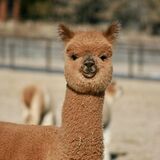 alpaca for sale
