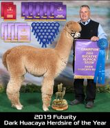 alpaca for sale