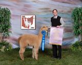 alpaca for sale