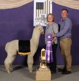 alpaca for sale