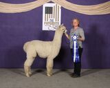 alpaca for sale