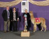 alpaca for sale