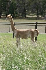 alpaca for sale