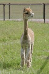 alpaca for sale
