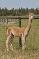 alpaca for sale