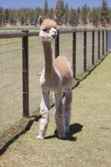 alpaca for sale