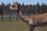 alpaca for sale