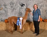 alpaca for sale