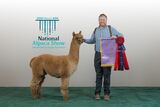 alpaca for sale