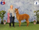 alpaca for sale