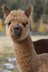 alpaca for sale