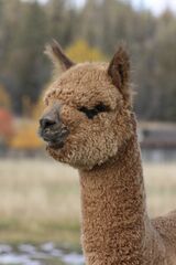 alpaca for sale