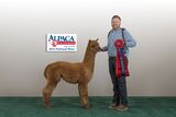 alpaca for sale