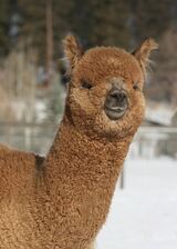 alpaca for sale