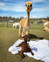 alpaca for sale