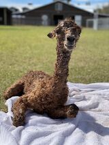 alpaca for sale