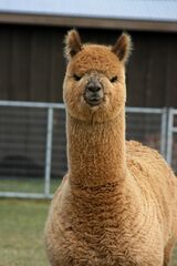 alpaca for sale