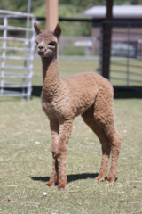 alpaca for sale