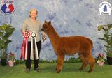 alpaca for sale
