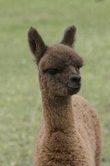 alpaca for sale
