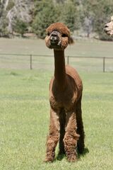 alpaca for sale