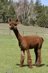alpaca for sale