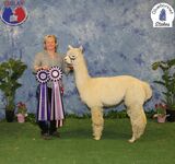 alpaca for sale