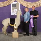 alpaca for sale
