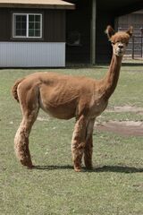 alpaca for sale