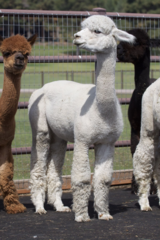 alpaca for sale