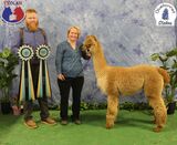 alpaca for sale
