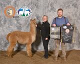 alpaca for sale