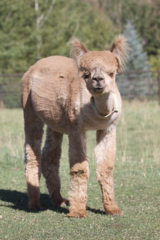 alpaca for sale