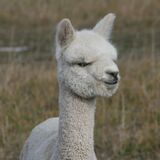 alpaca for sale