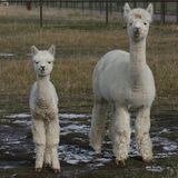 alpaca for sale