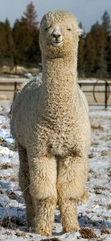 alpaca for sale