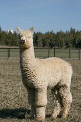 alpaca for sale