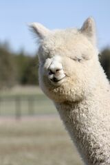 alpaca for sale