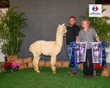 alpaca for sale