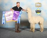 alpaca for sale