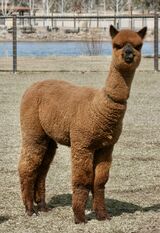 alpaca for sale