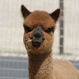 alpaca for sale