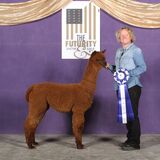 alpaca for sale